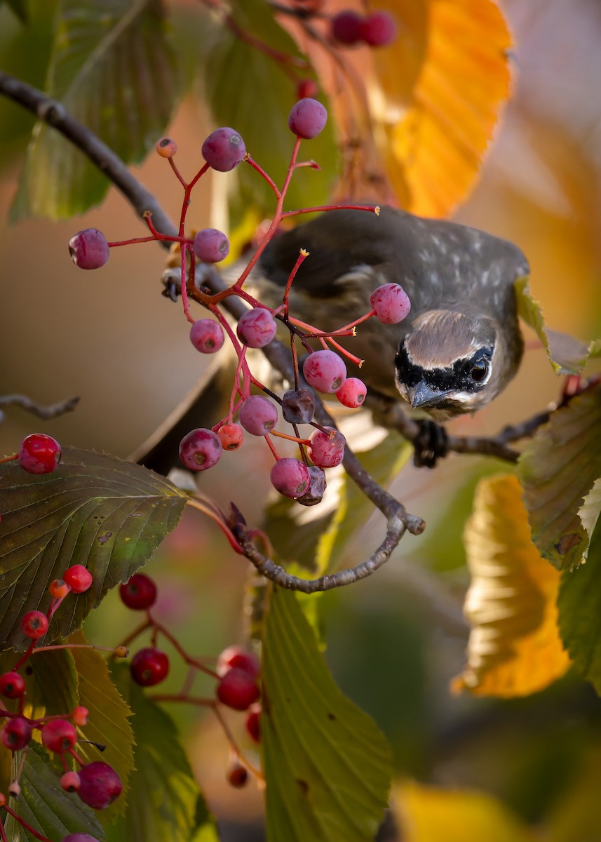 Cedar Waxwing - ML644470639