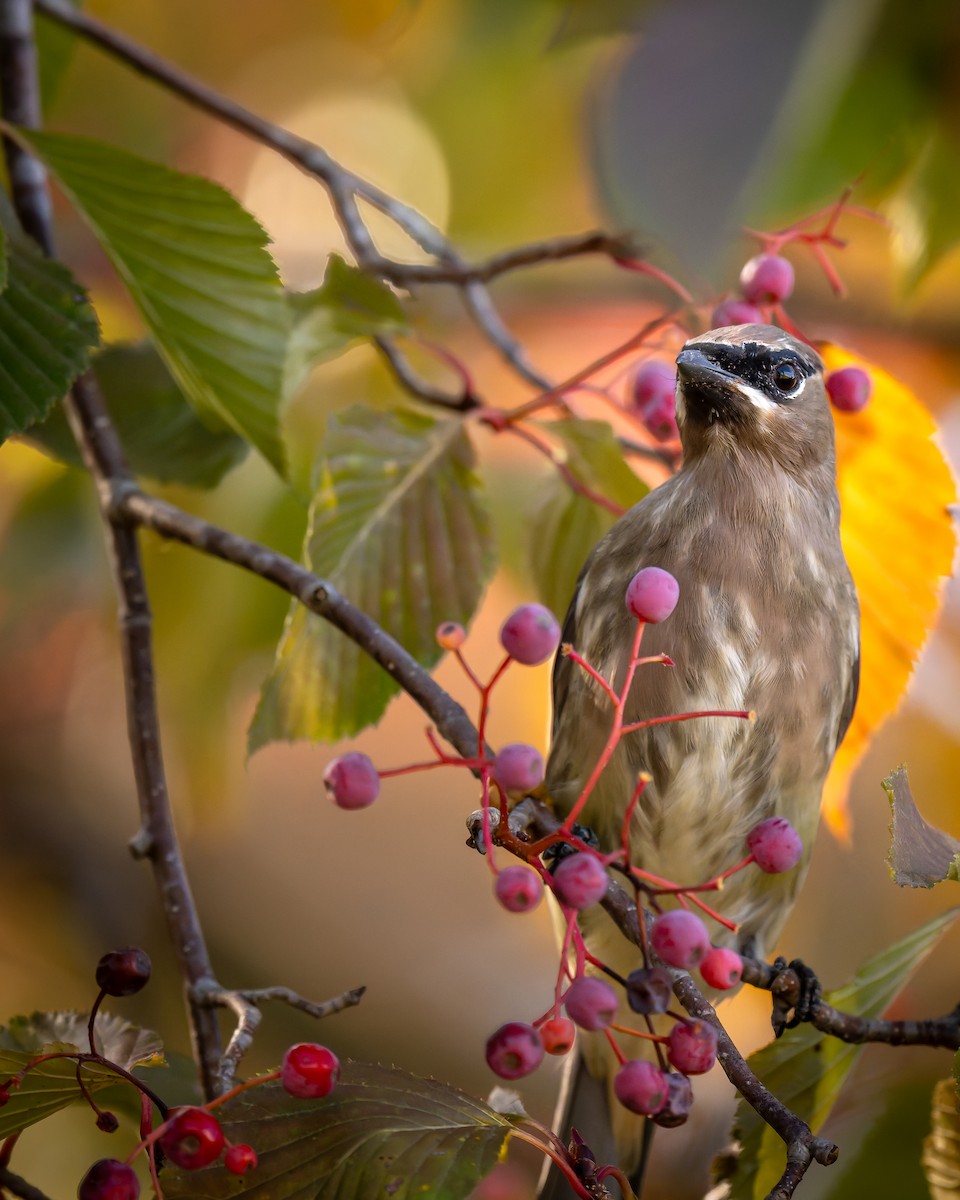 Cedar Waxwing - ML644470641