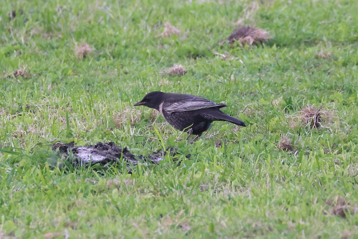 Ring Ouzel - ML644470642