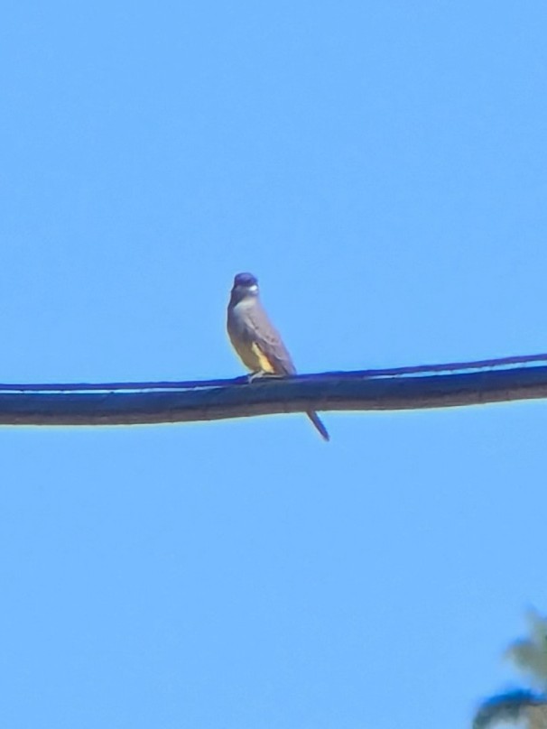 krattkongetyrann - ML644470643