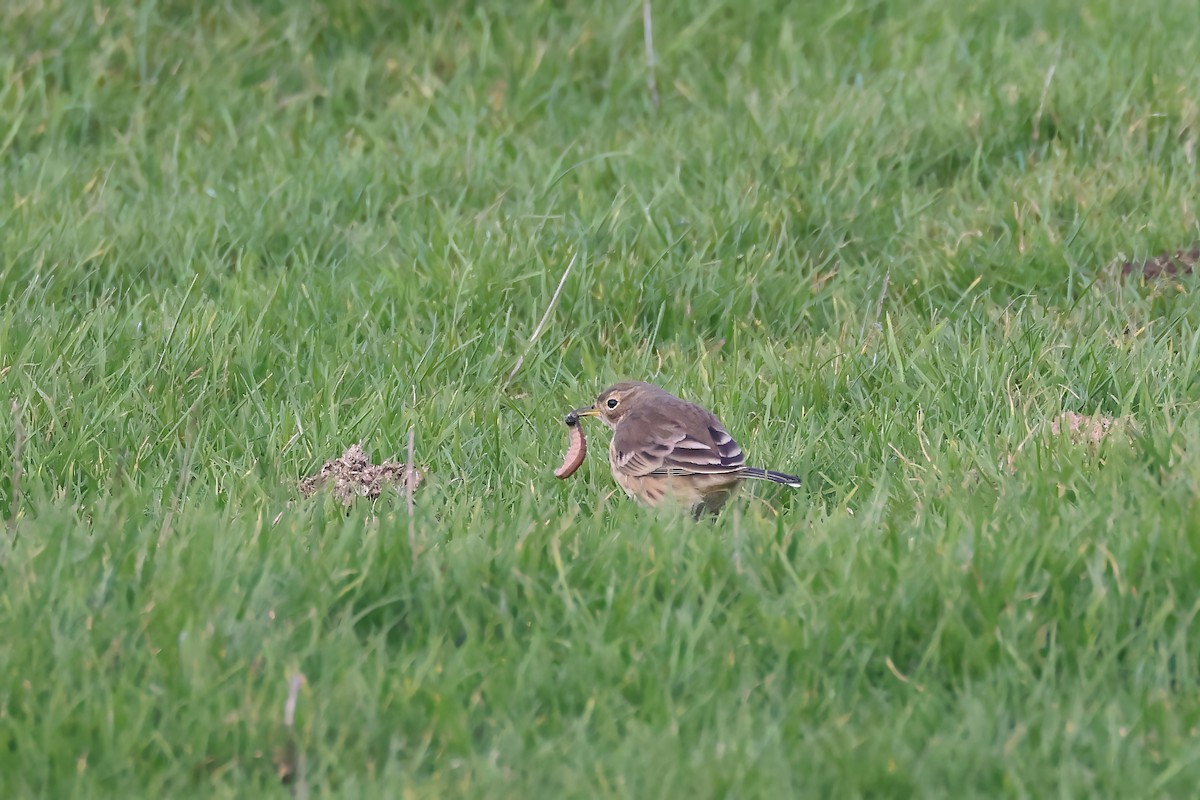 American Pipit - ML644470658