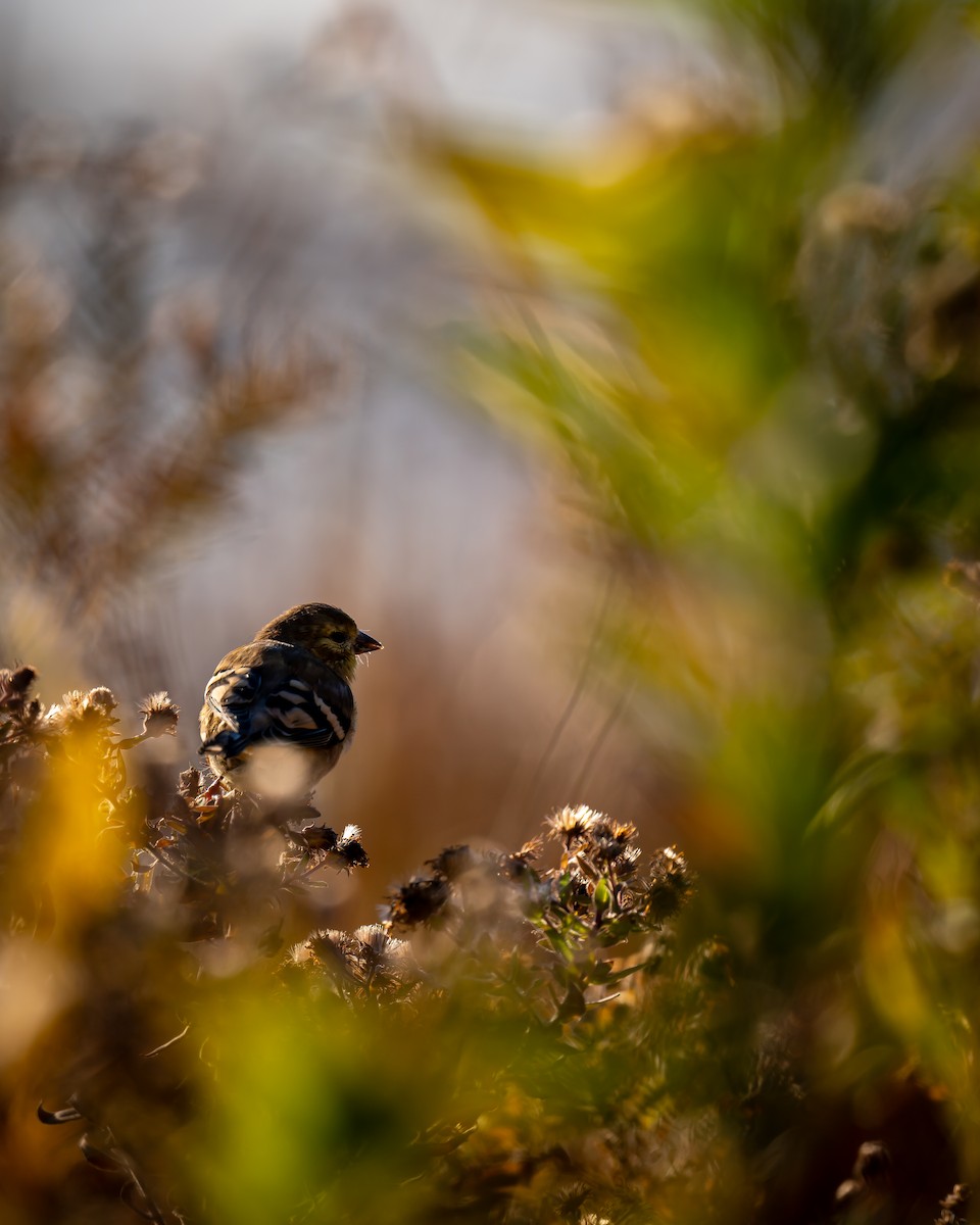 American Goldfinch - ML644470660
