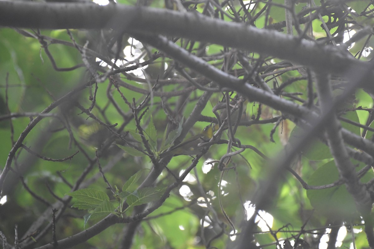 Anteojitos Japonés - ML644470665