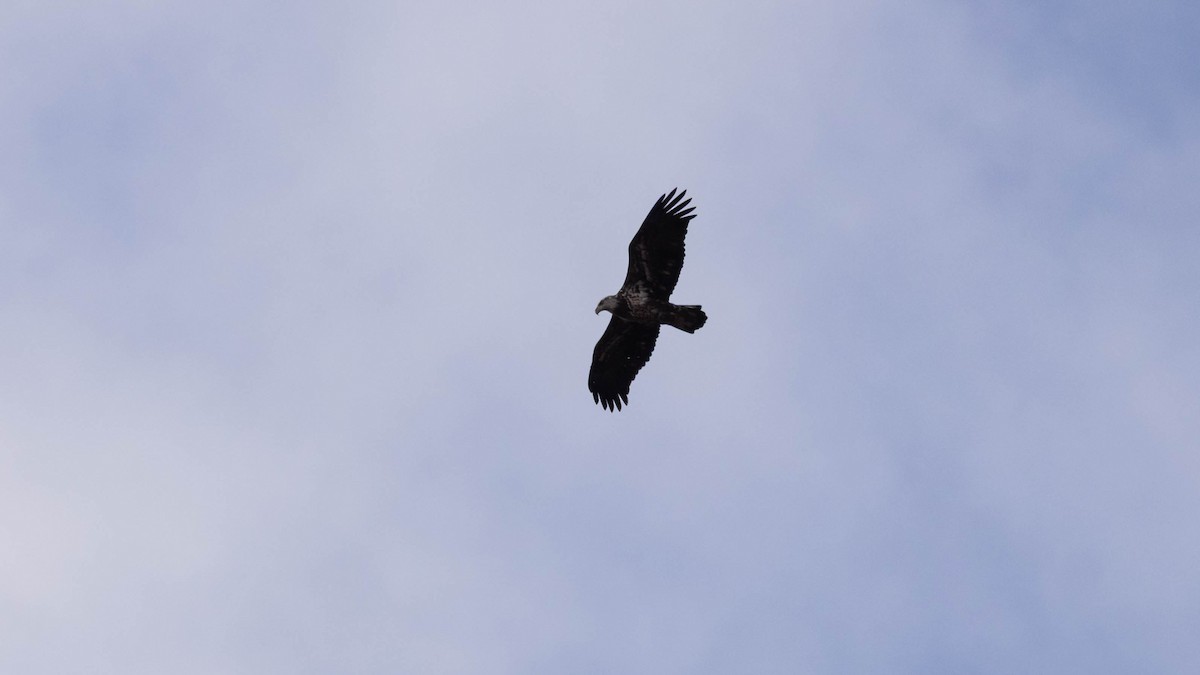 Bald Eagle - ML644470675