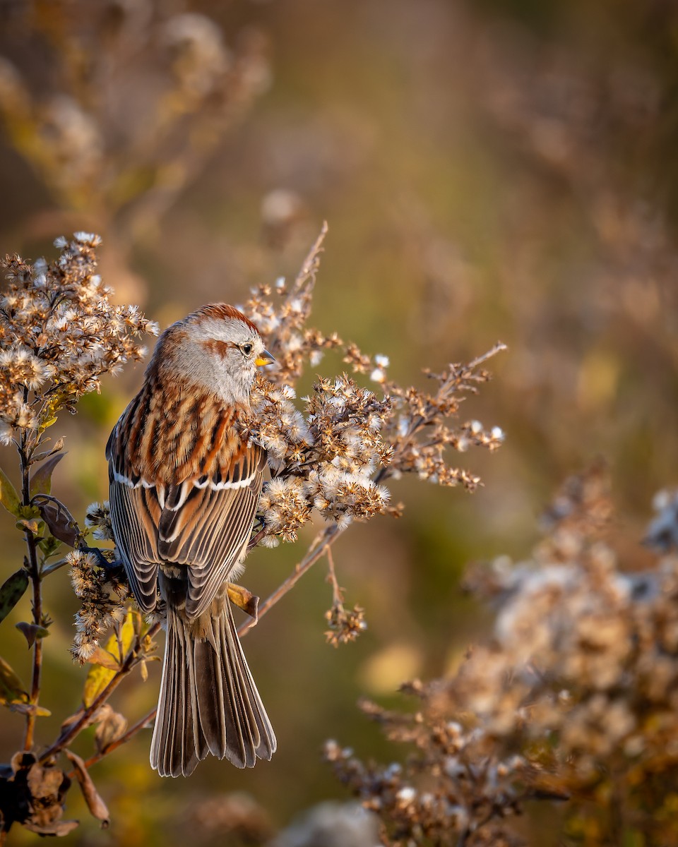 American Tree Sparrow - ML644470676