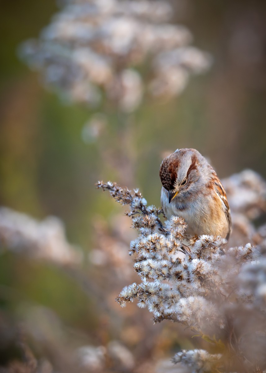 American Tree Sparrow - ML644470677