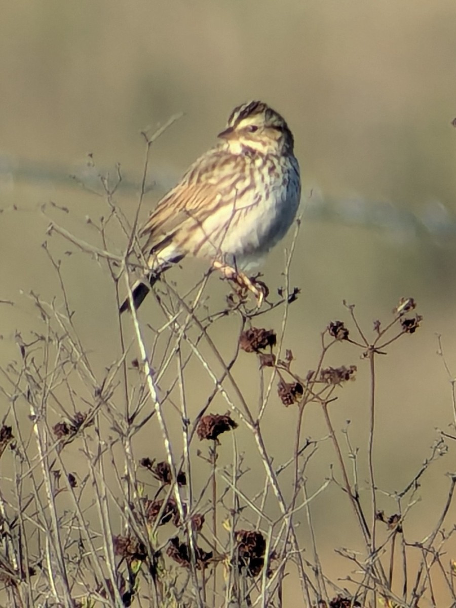 musespurv - ML644470678