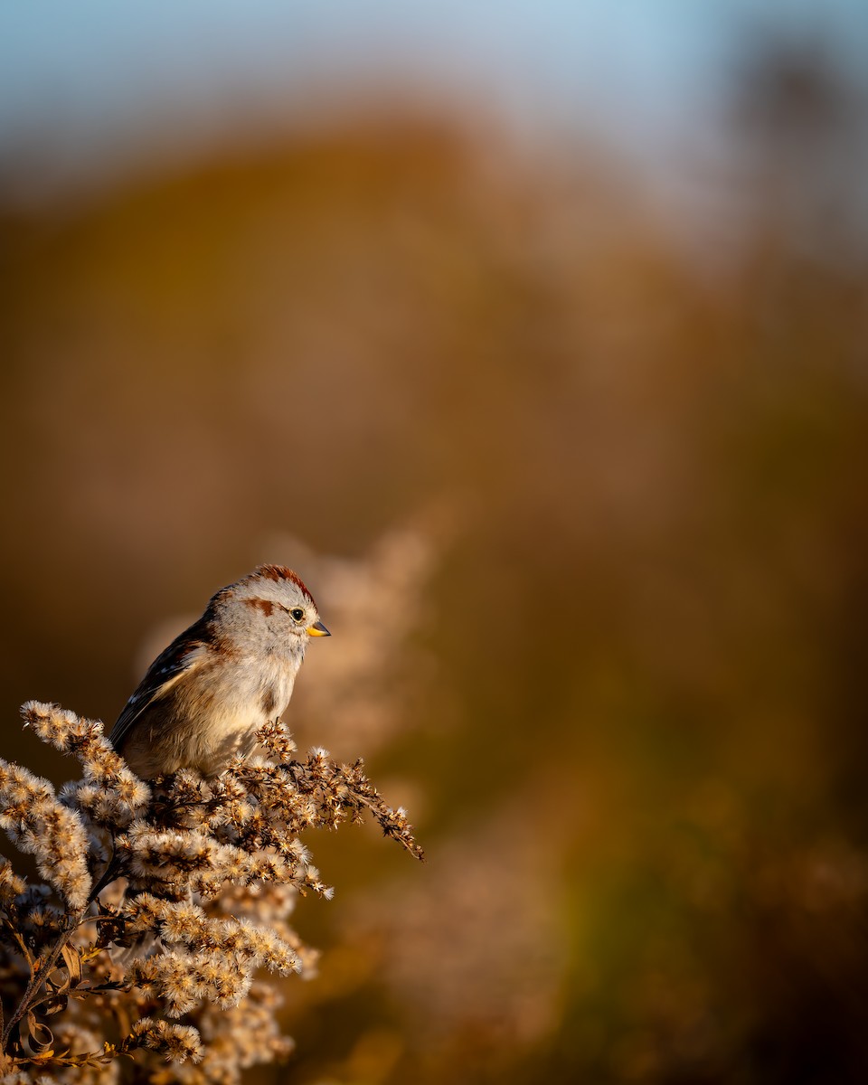 American Tree Sparrow - ML644470679