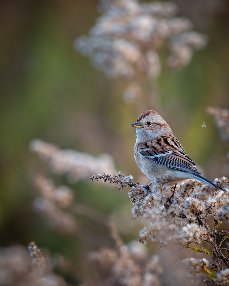 American Tree Sparrow - ML644470680