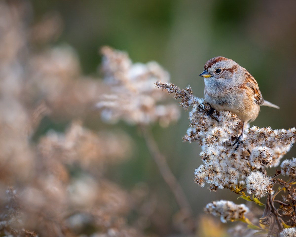 American Tree Sparrow - ML644470681
