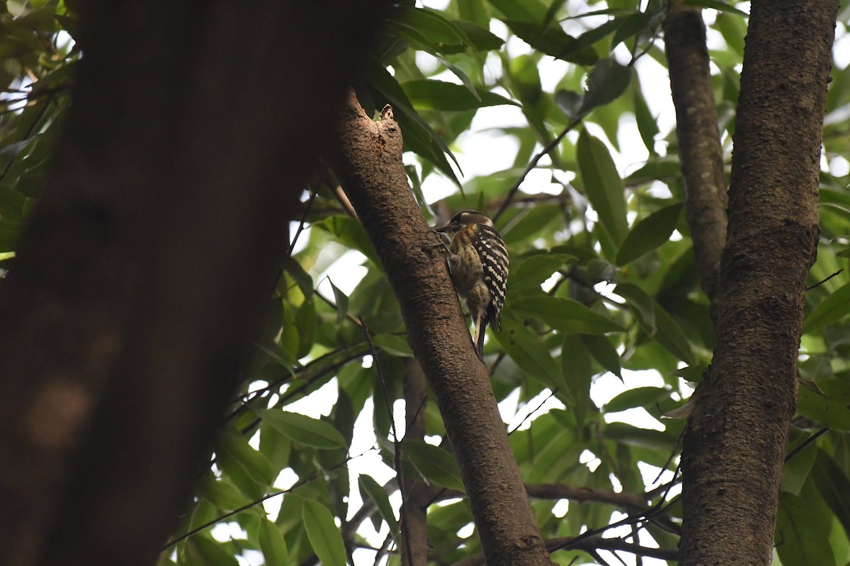Japanese Pygmy Woodpecker - ML644470687
