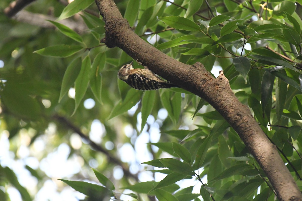 Japanese Pygmy Woodpecker - ML644470688