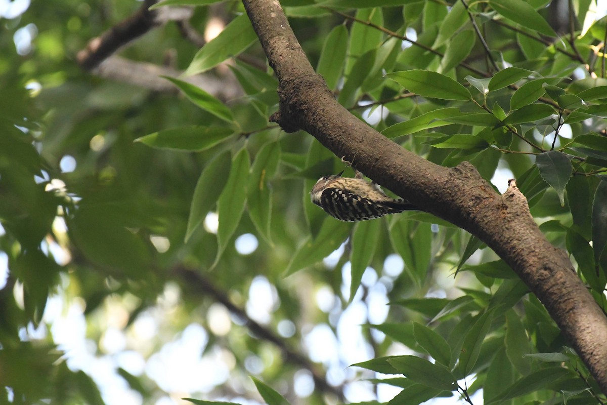 Japanese Pygmy Woodpecker - ML644470689