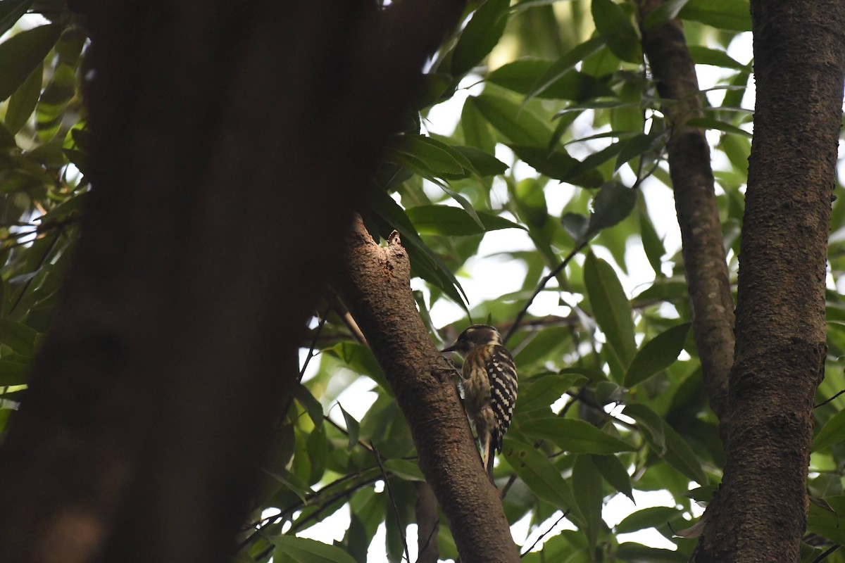 Japanese Pygmy Woodpecker - ML644470690