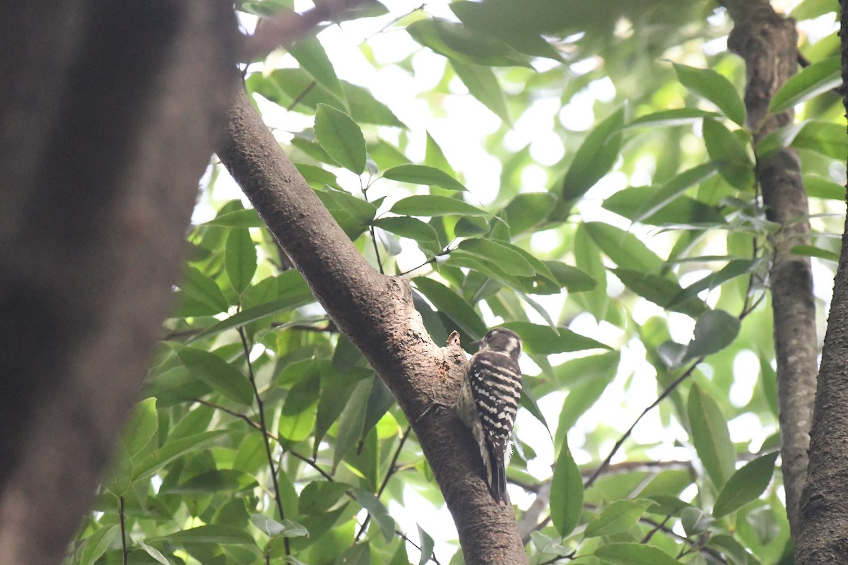 Japanese Pygmy Woodpecker - ML644470691
