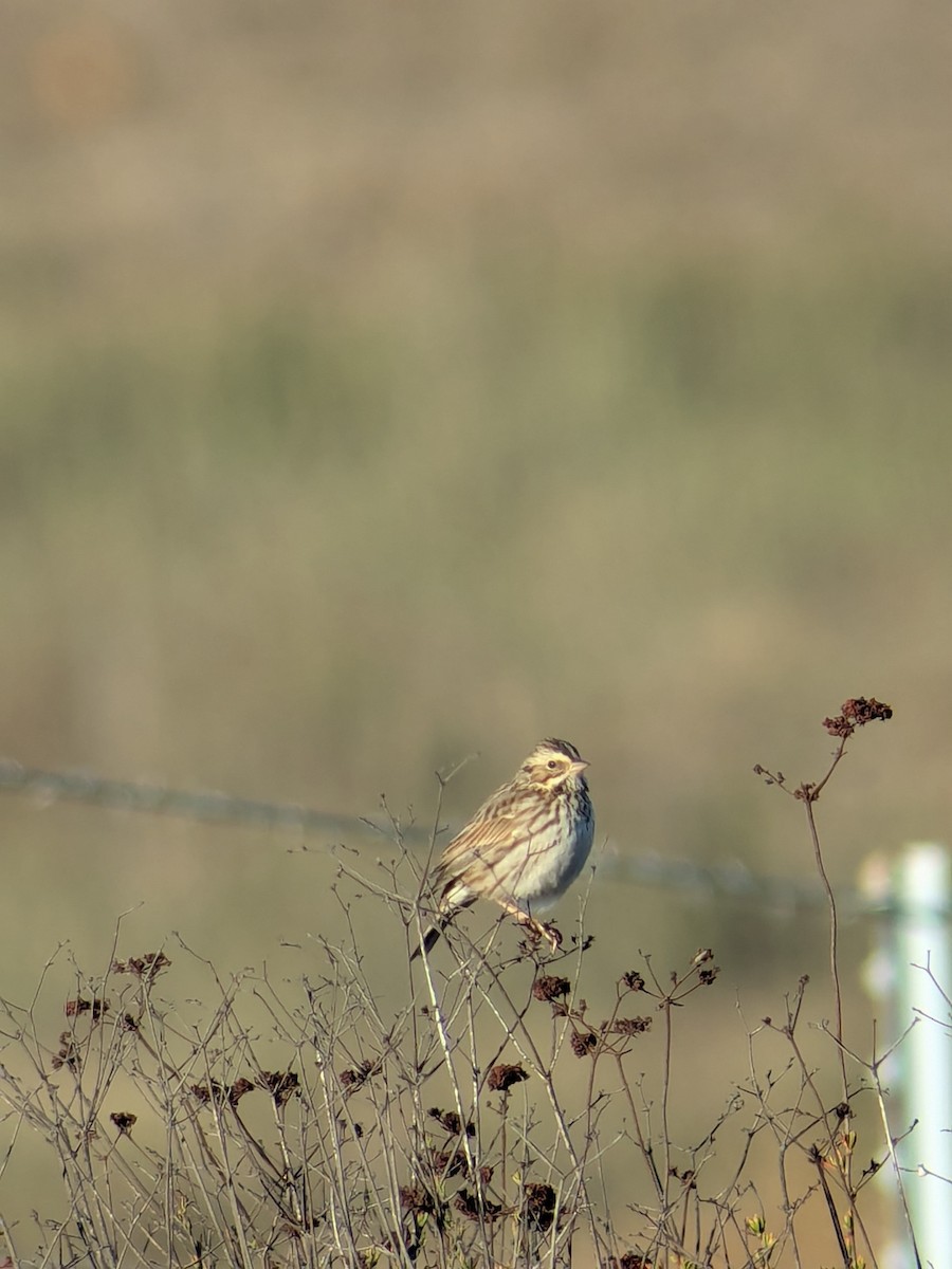 musespurv - ML644470695