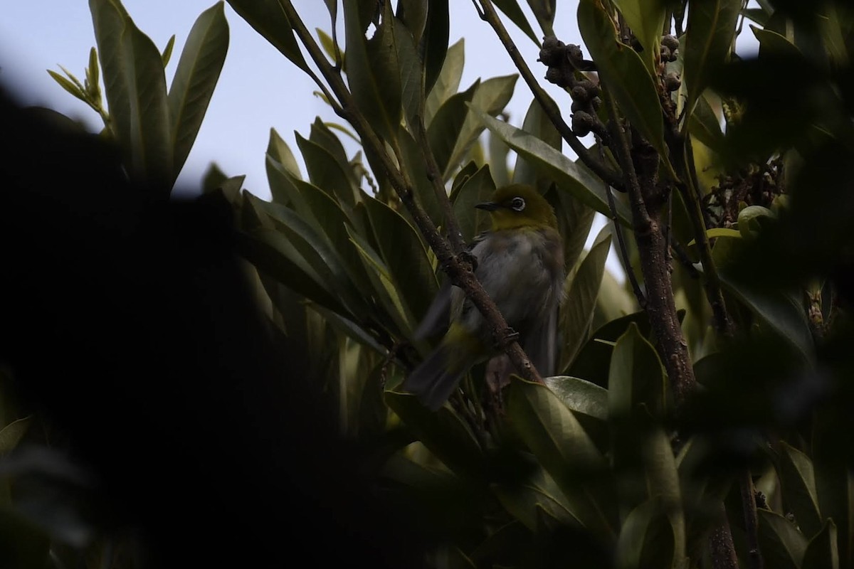 Anteojitos Japonés - ML644470696