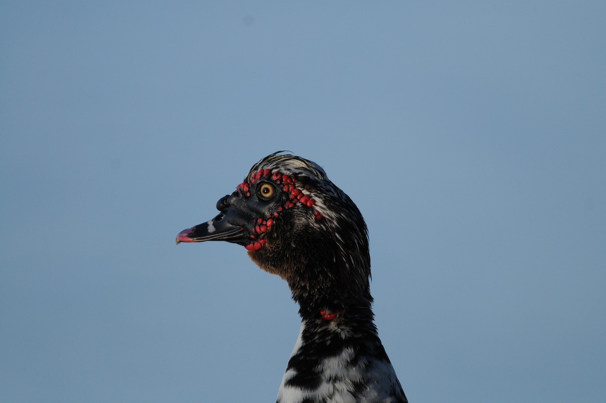 Canard musqué (forme domestique) - ML644470697