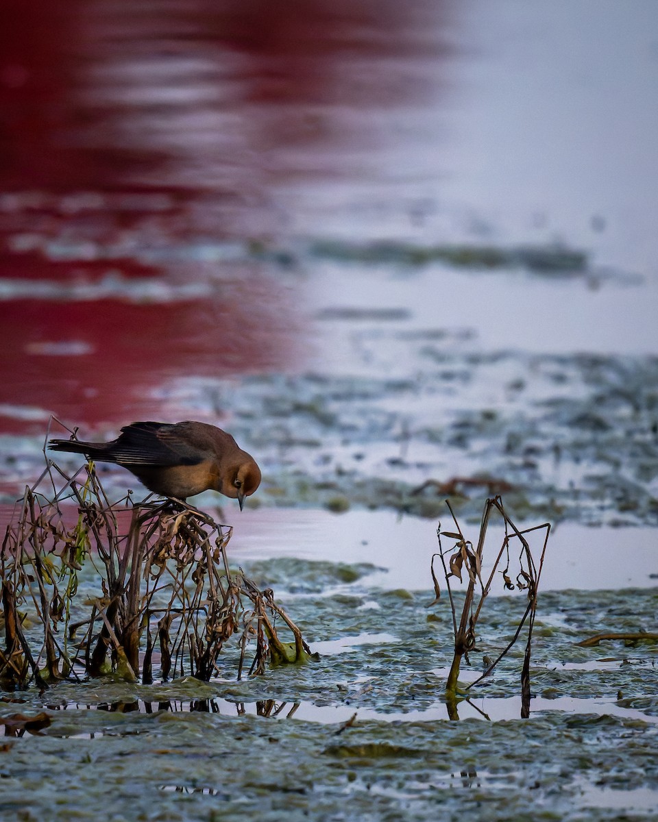 Rusty Blackbird - ML644470698