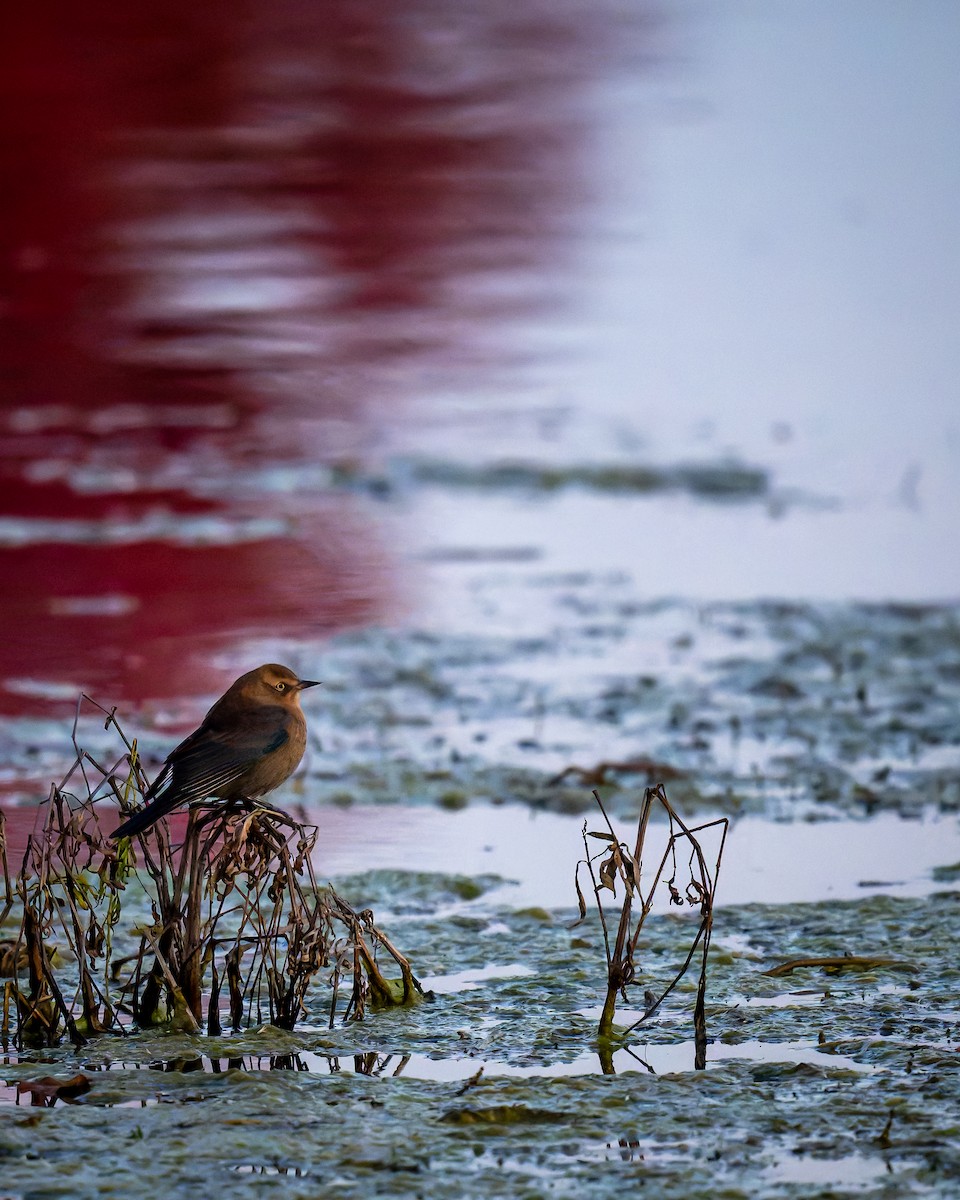 Rusty Blackbird - ML644470699