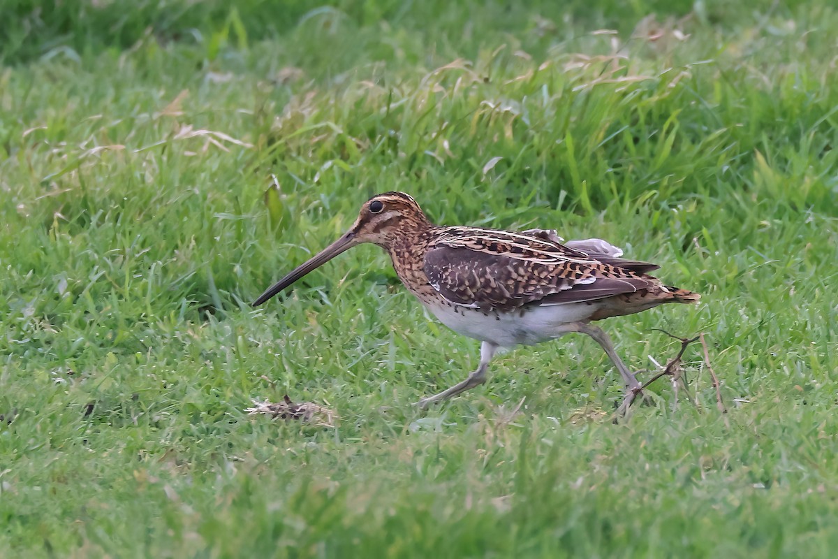 enkeltbekkasin - ML644470700