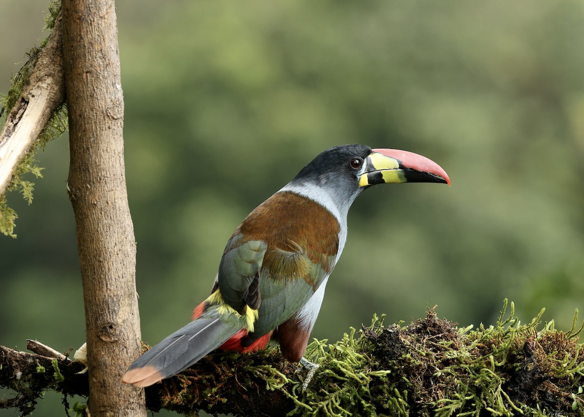 Toucan bleu - ML644470704