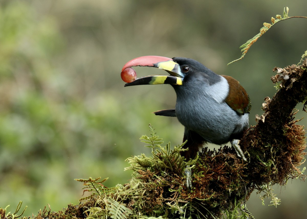 Toucan bleu - ML644470707