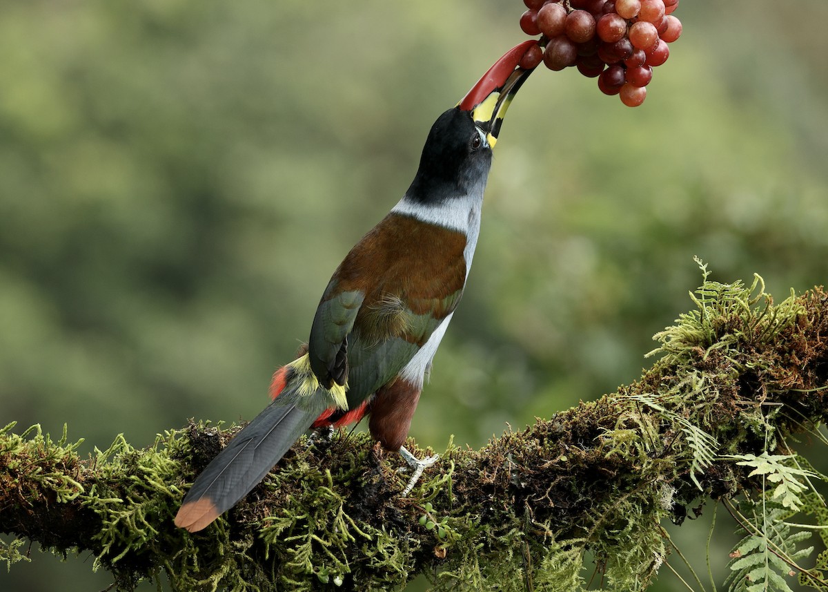 Toucan bleu - ML644470710