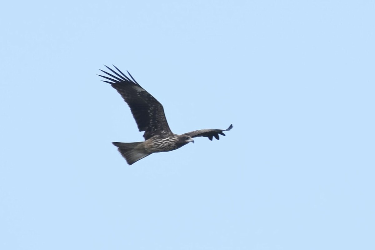 Nibbio bruno - ML644470712