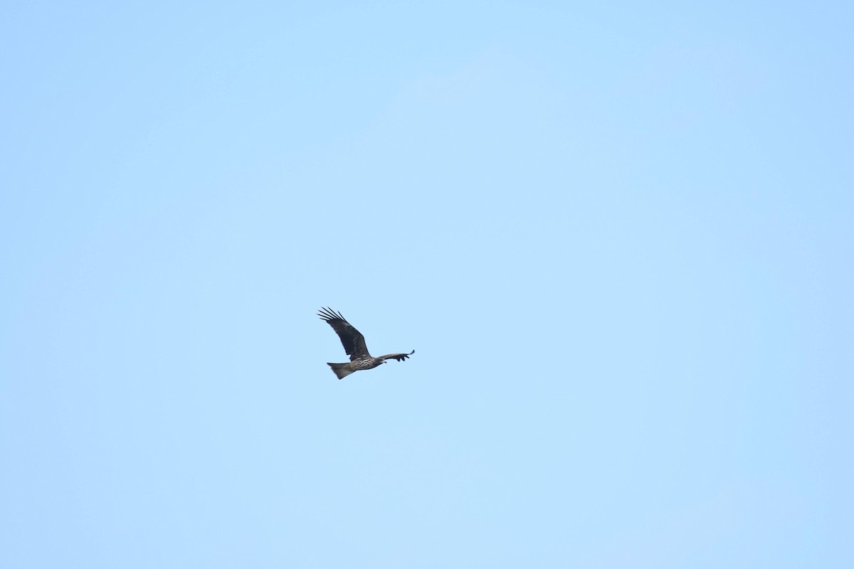 Nibbio bruno - ML644470713