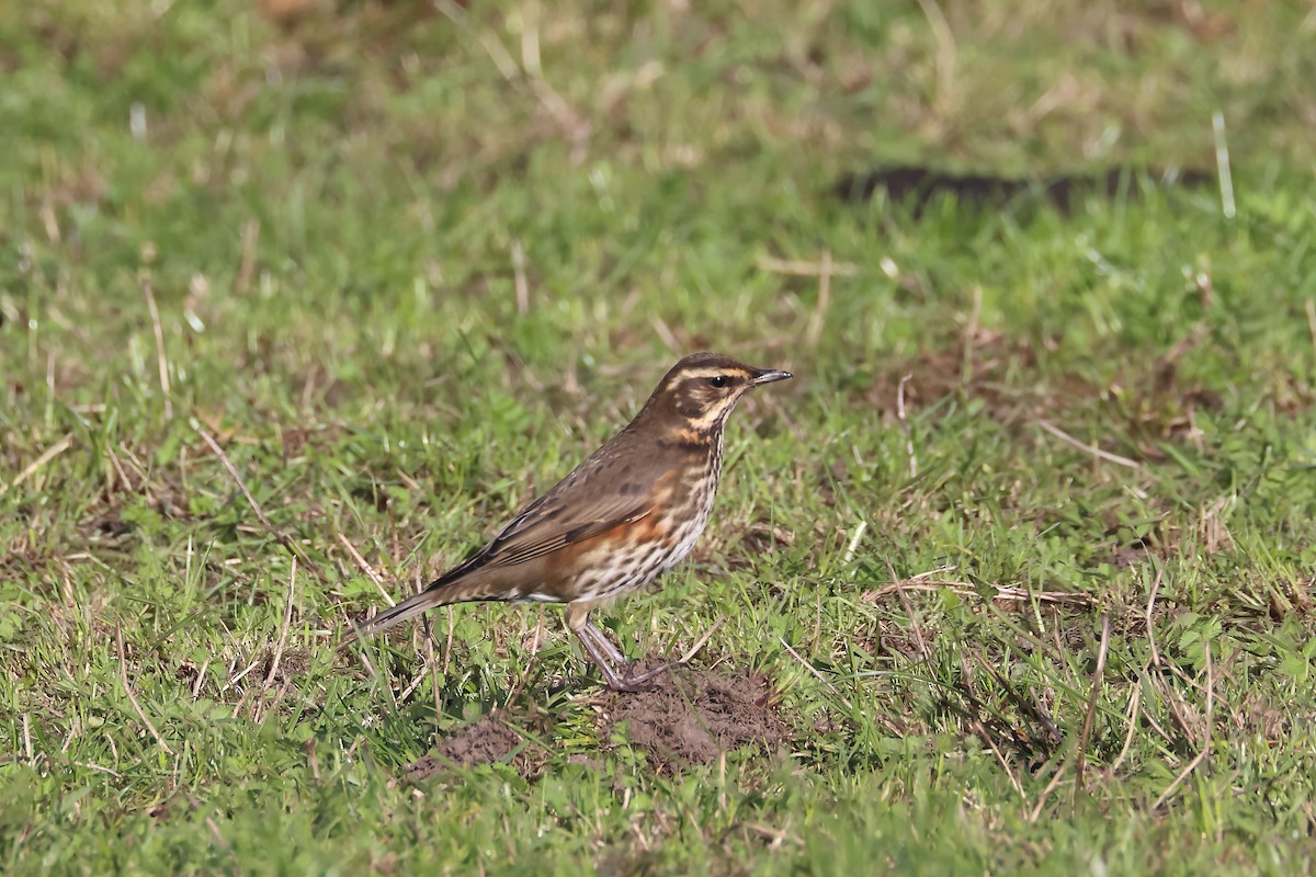 Redwing - ML644470715