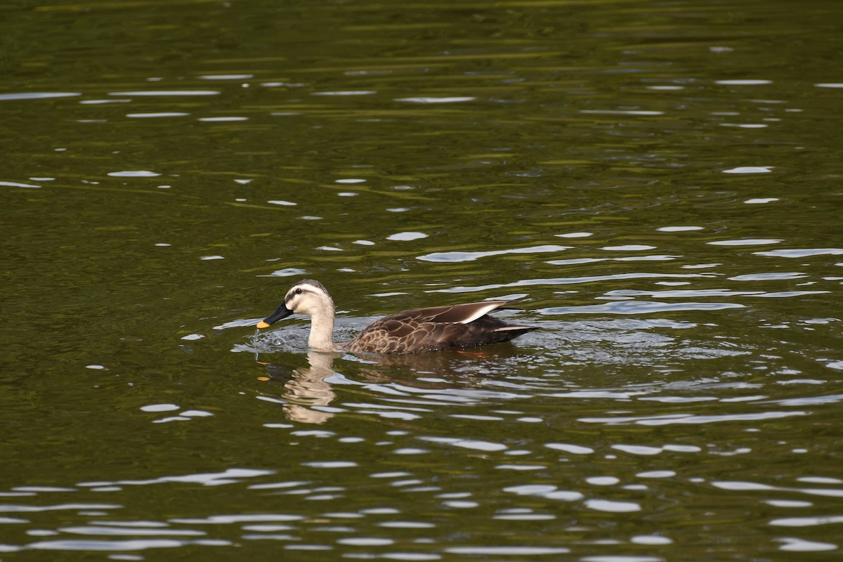 カルガモ - ML644470716