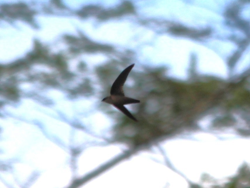 Vaux's Swift - ML644470717