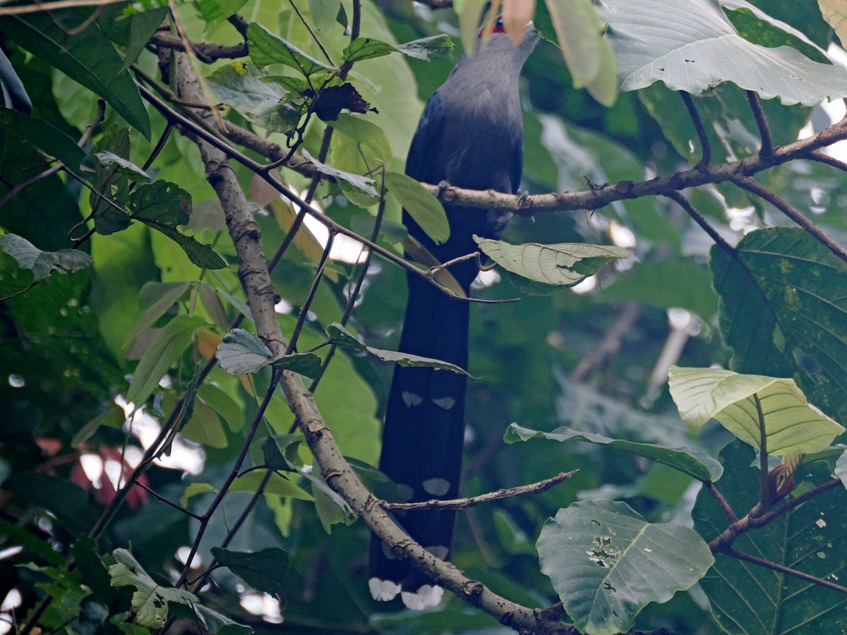Black-bellied Malkoha - ML644470718