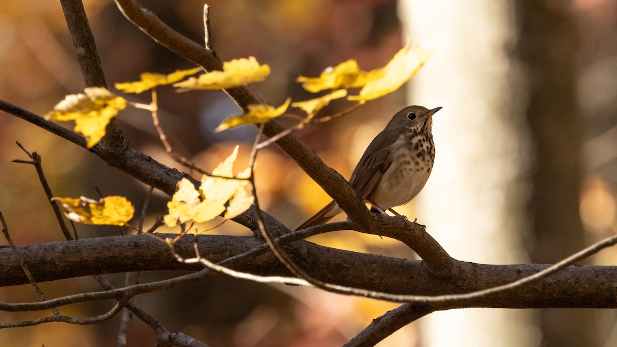 Hermit Thrush - ML644470725