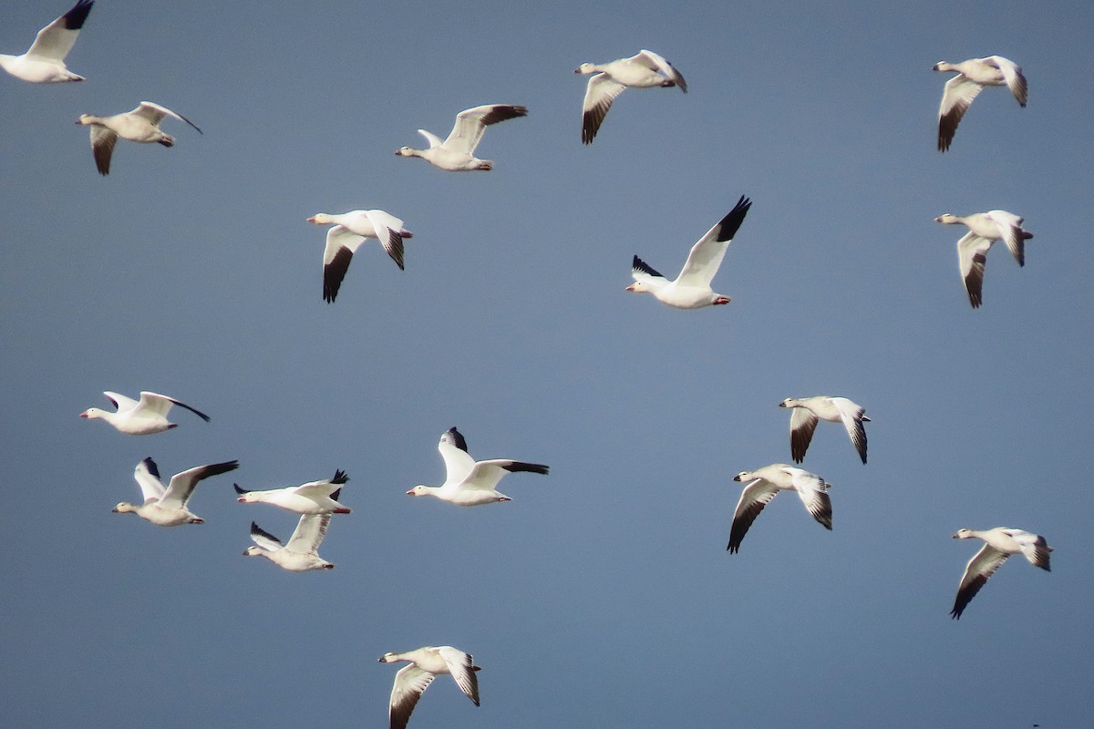 Цасны галуу - ML644470729