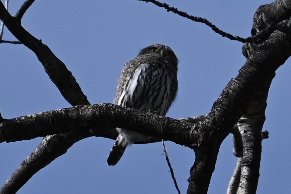 Northern Pygmy-Owl (Rocky Mts.) - ML644470731