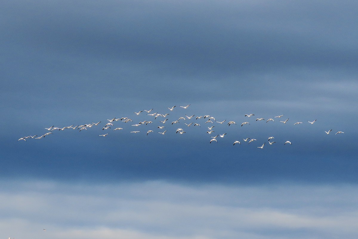 Цасны галуу - ML644470732