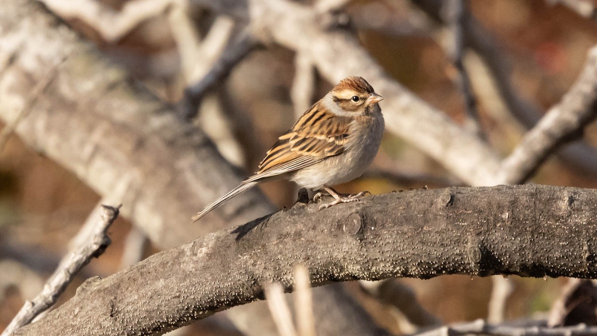 Chipping Sparrow - ML644470733