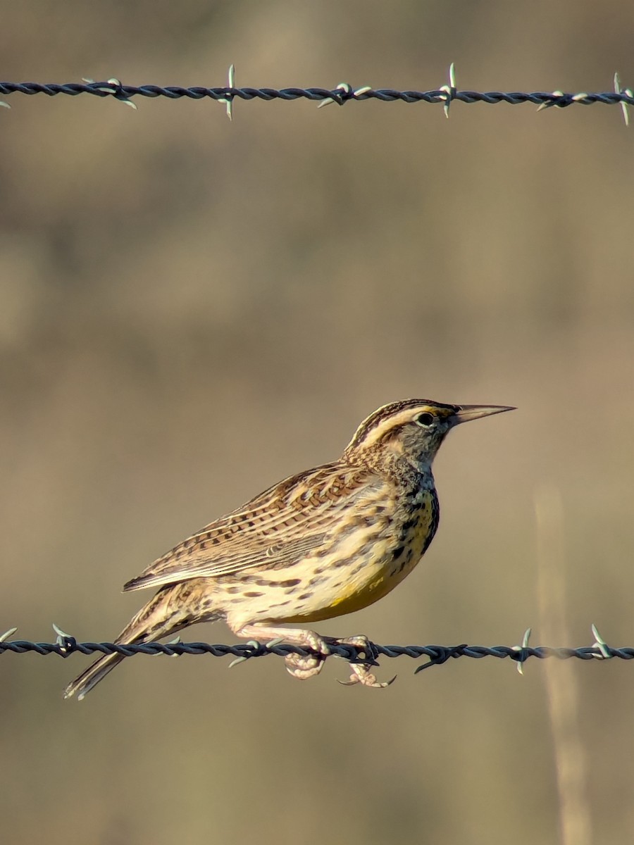 prærielerketrupial - ML644470734