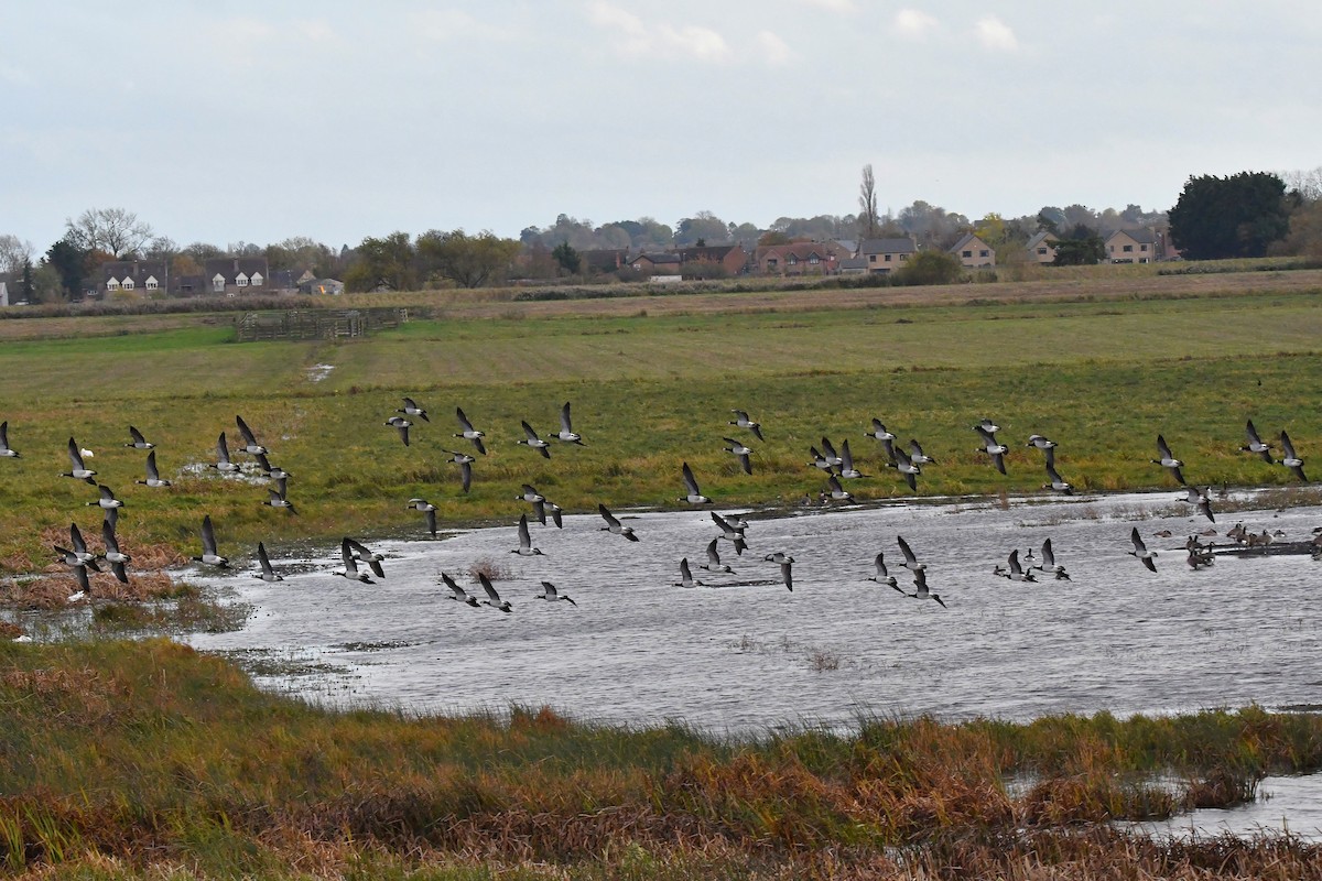 カオジロガン - ML644470742