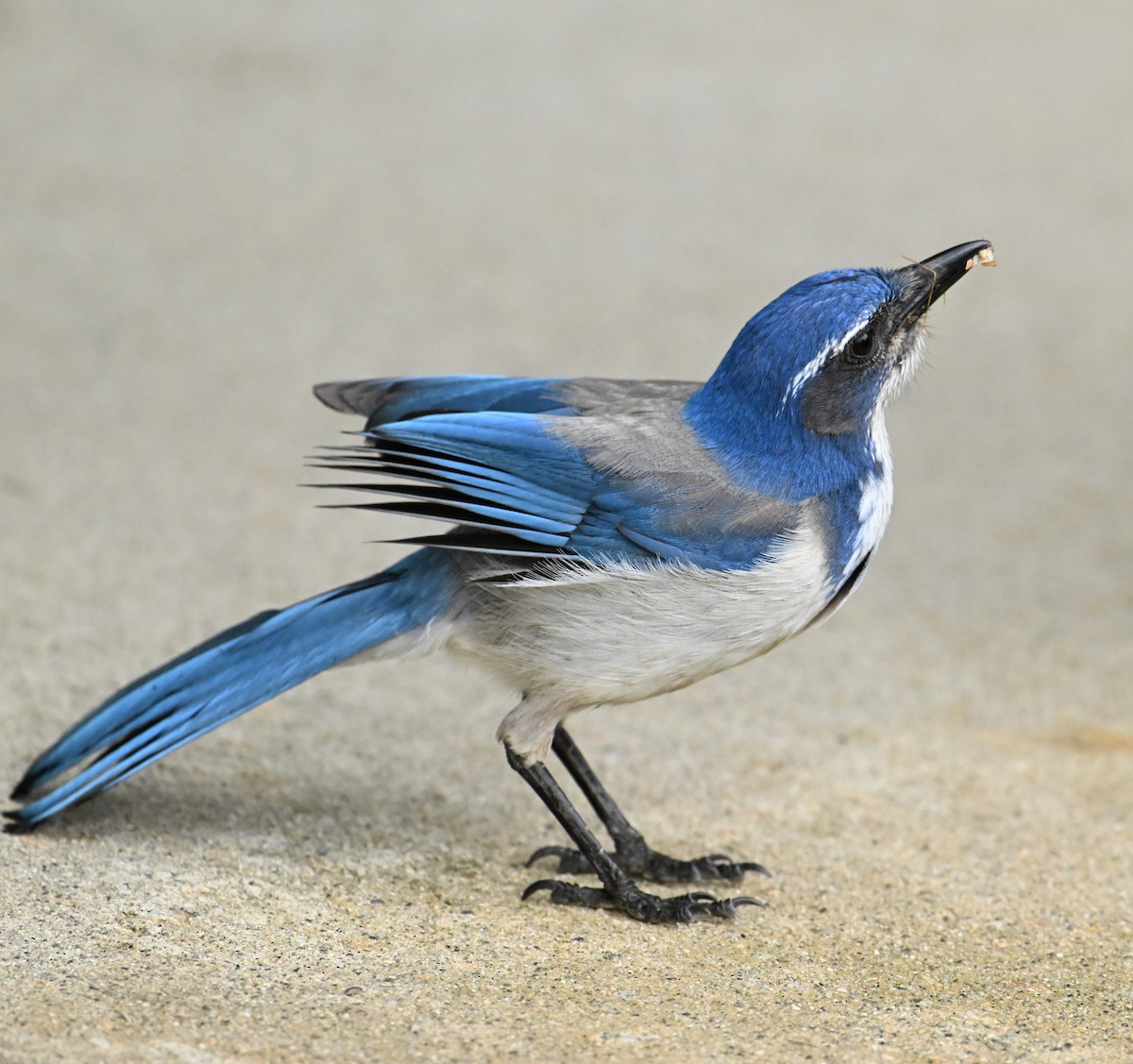 Chara Californiana - ML644470745