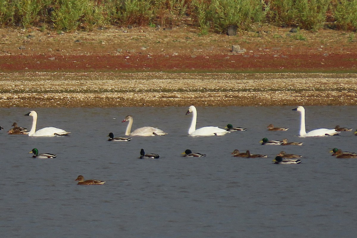 Гунгар хун - ML644470747