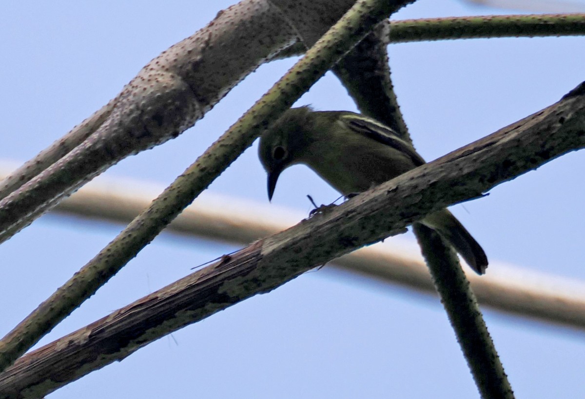 Green Iora - ML644470748