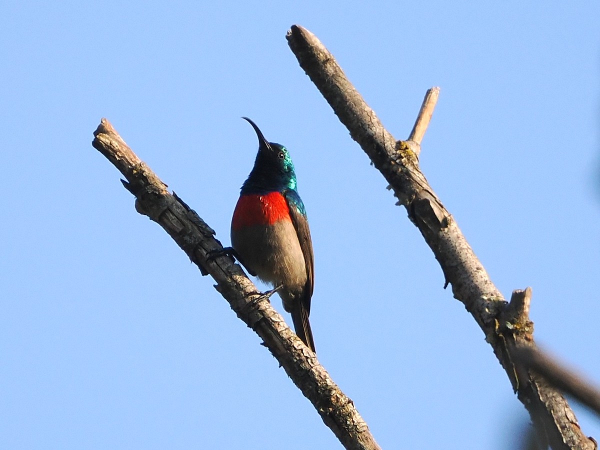 Серобрюхая нектраница - ML644470750