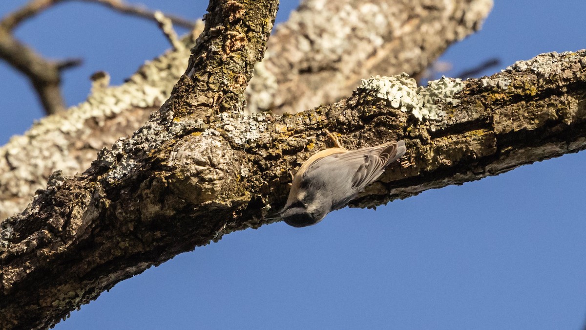 Red-breasted Nuthatch - ML644470751