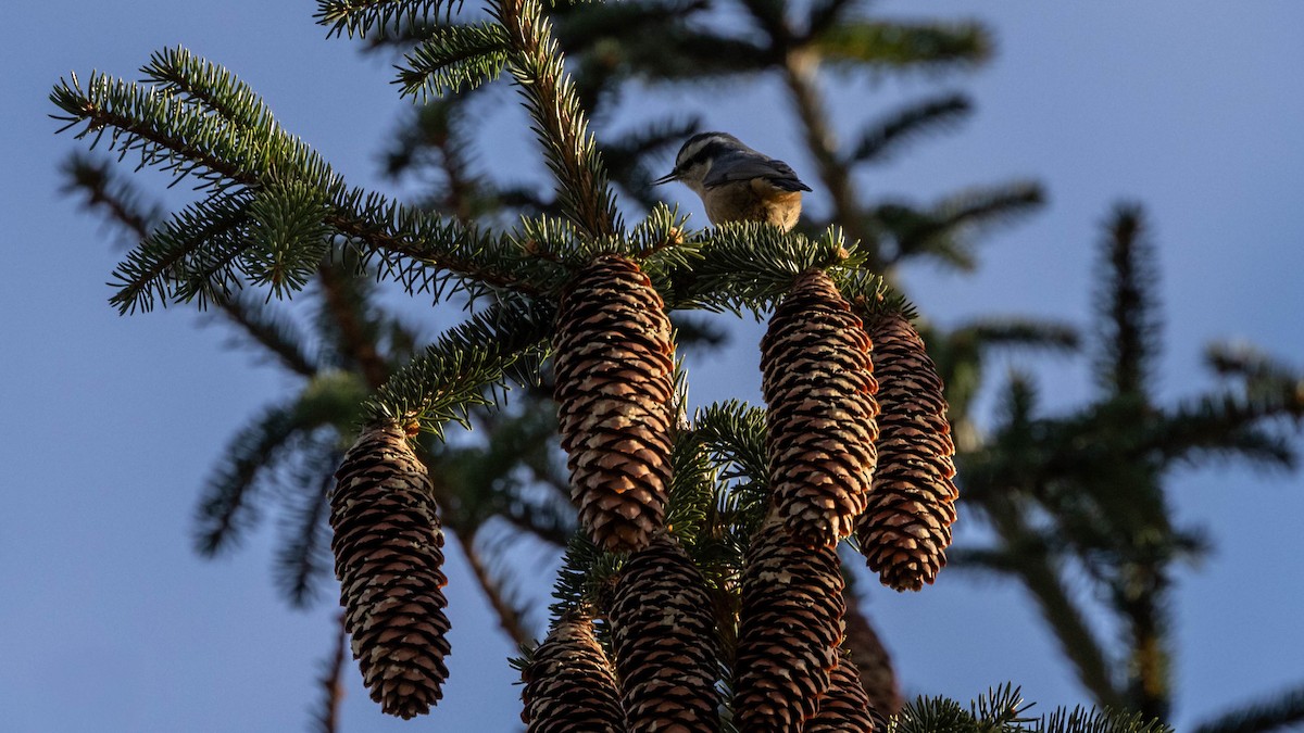 Red-breasted Nuthatch - ML644470752