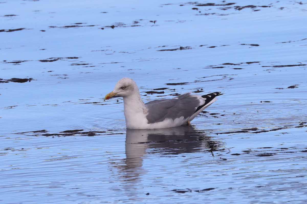 Yellow-legged Gull (michahellis) - ML644470753