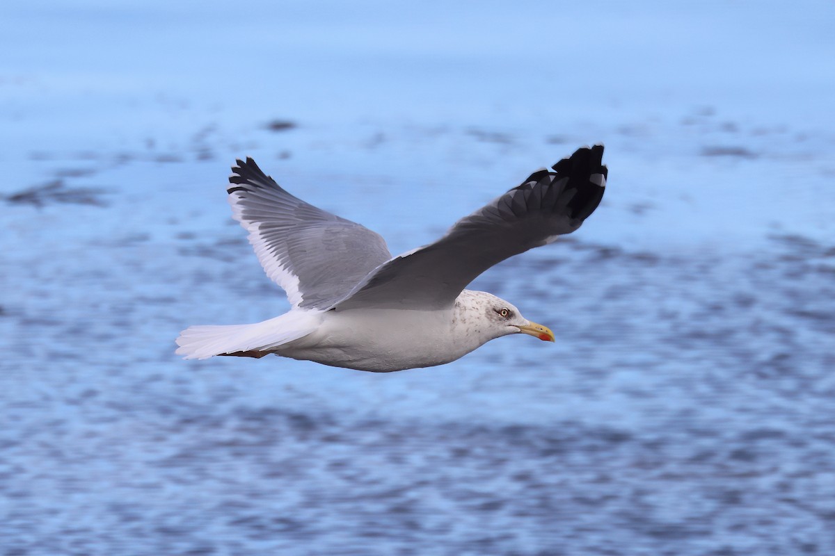 Yellow-legged Gull (michahellis) - ML644470754