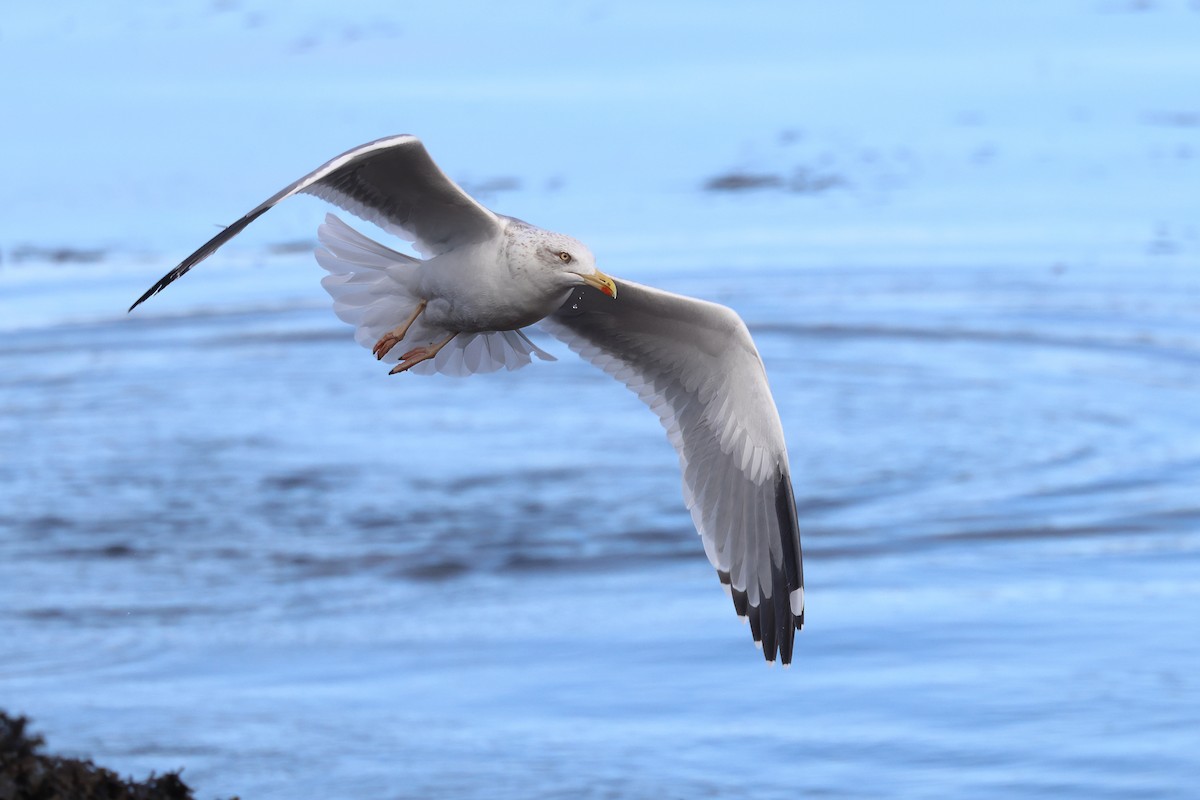 Yellow-legged Gull (michahellis) - ML644470755